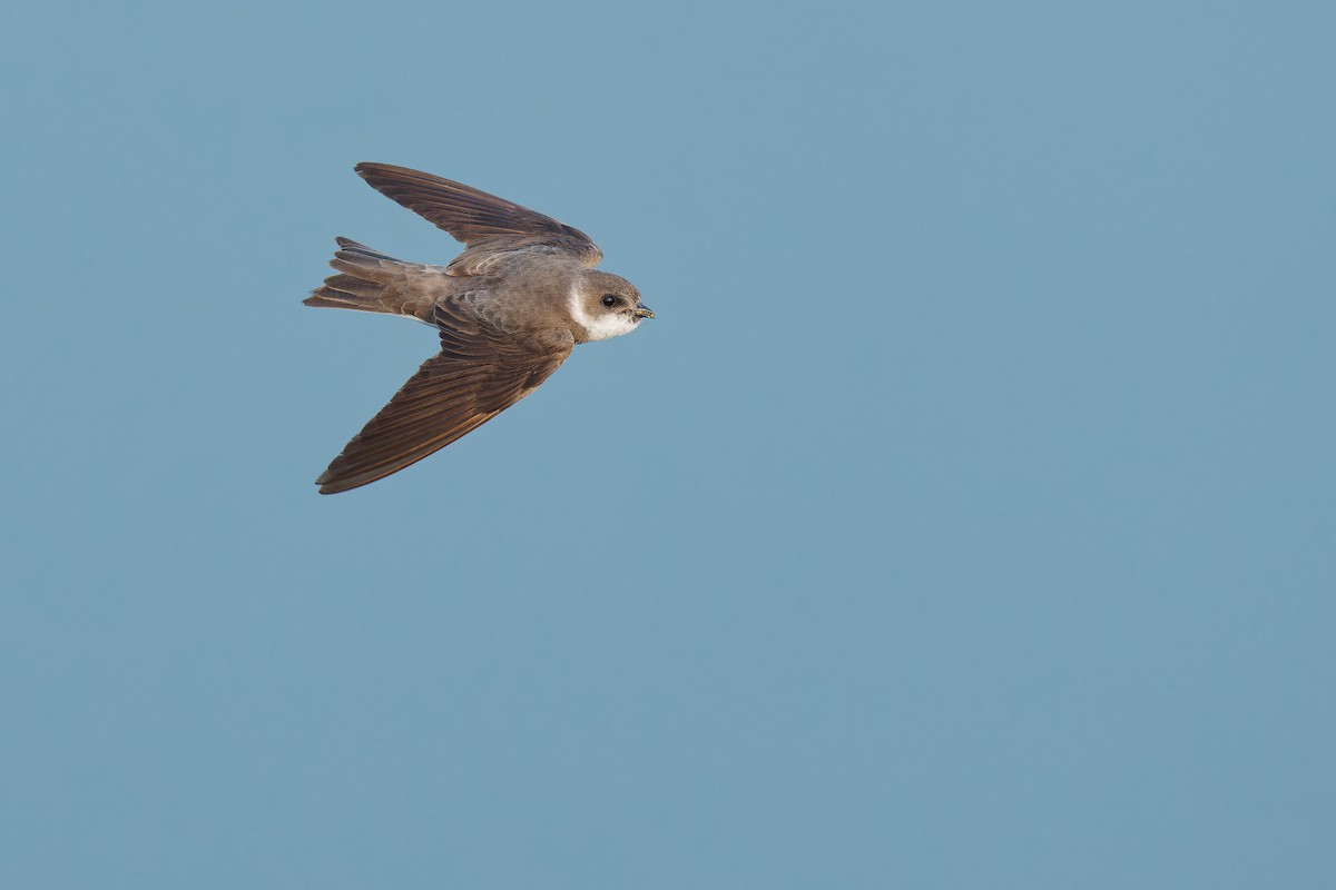 Bank Swallow - Vincent Wang