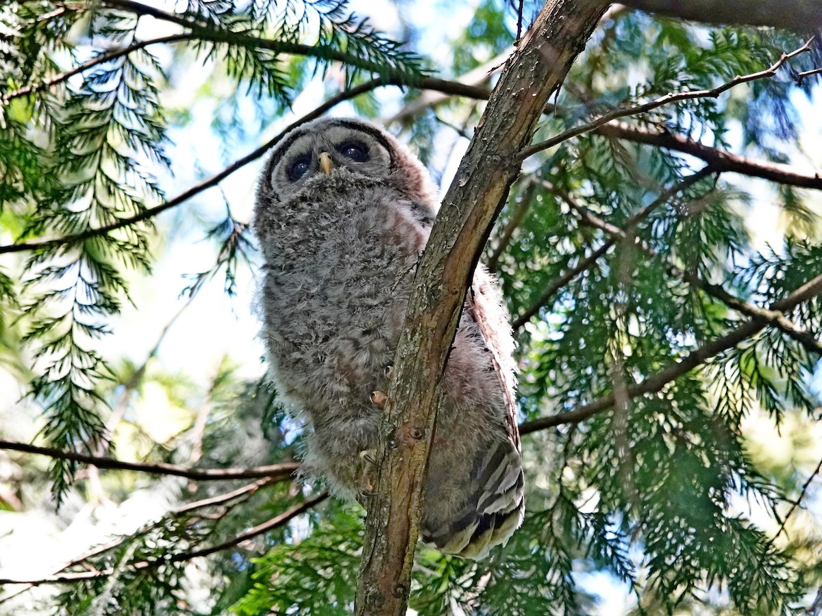 Barred Owl - ML620122413