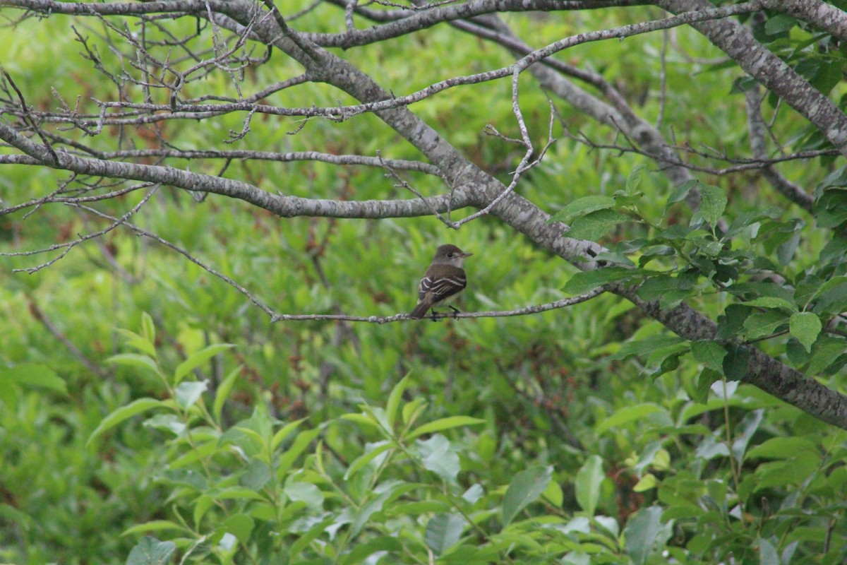 Willow Flycatcher - ML620122419