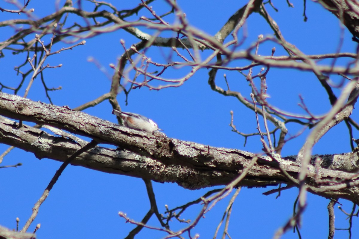 White-breasted Nuthatch - Alyssa Nees