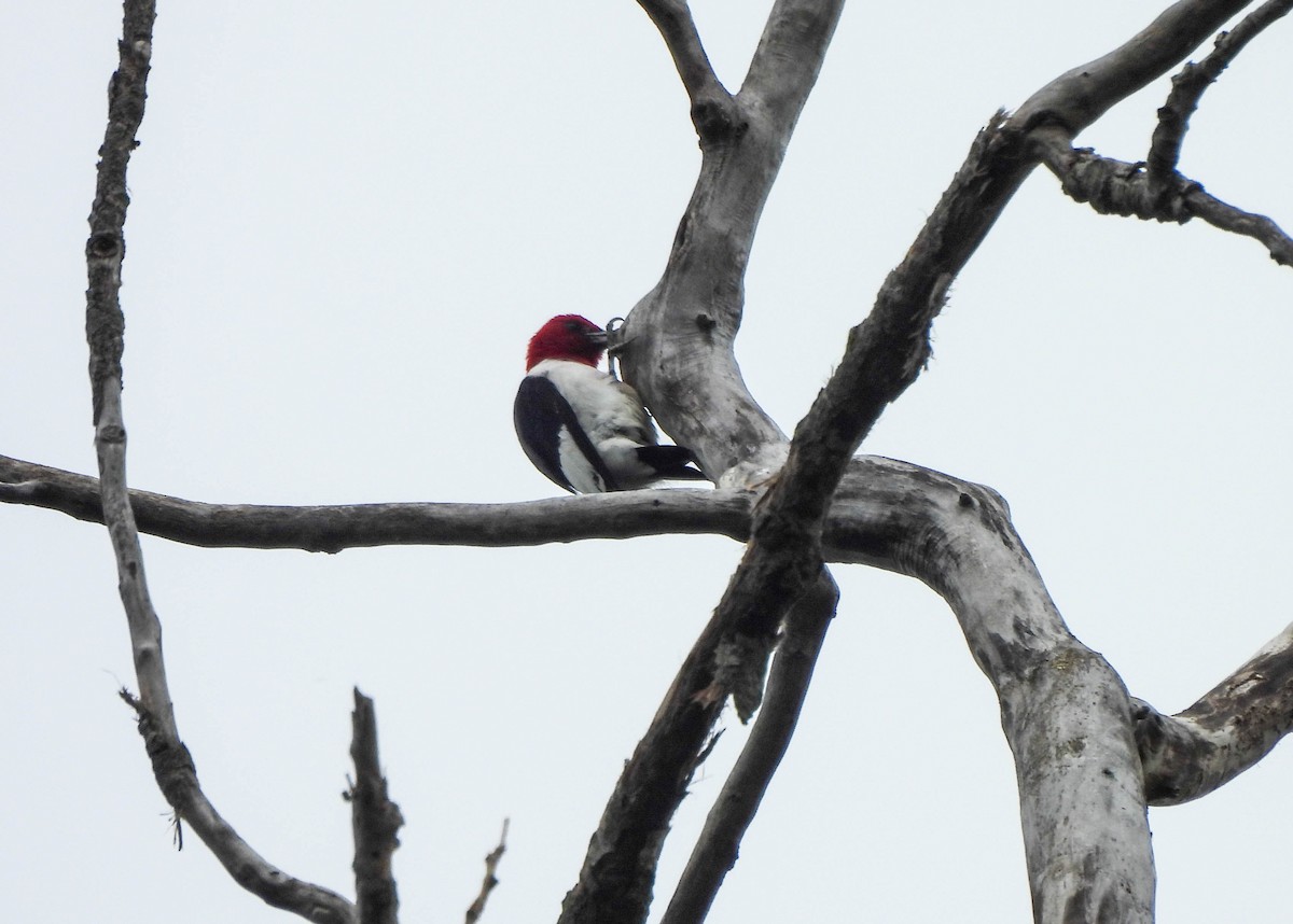 Red-headed Woodpecker - ML620122440
