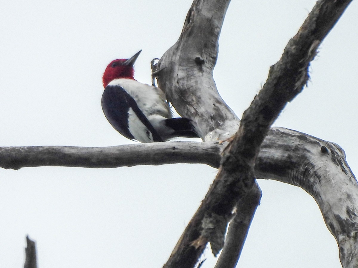 Red-headed Woodpecker - ML620122441