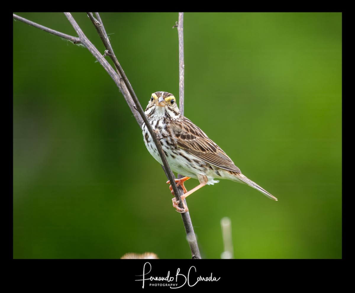 Savannah Sparrow - ML620122442