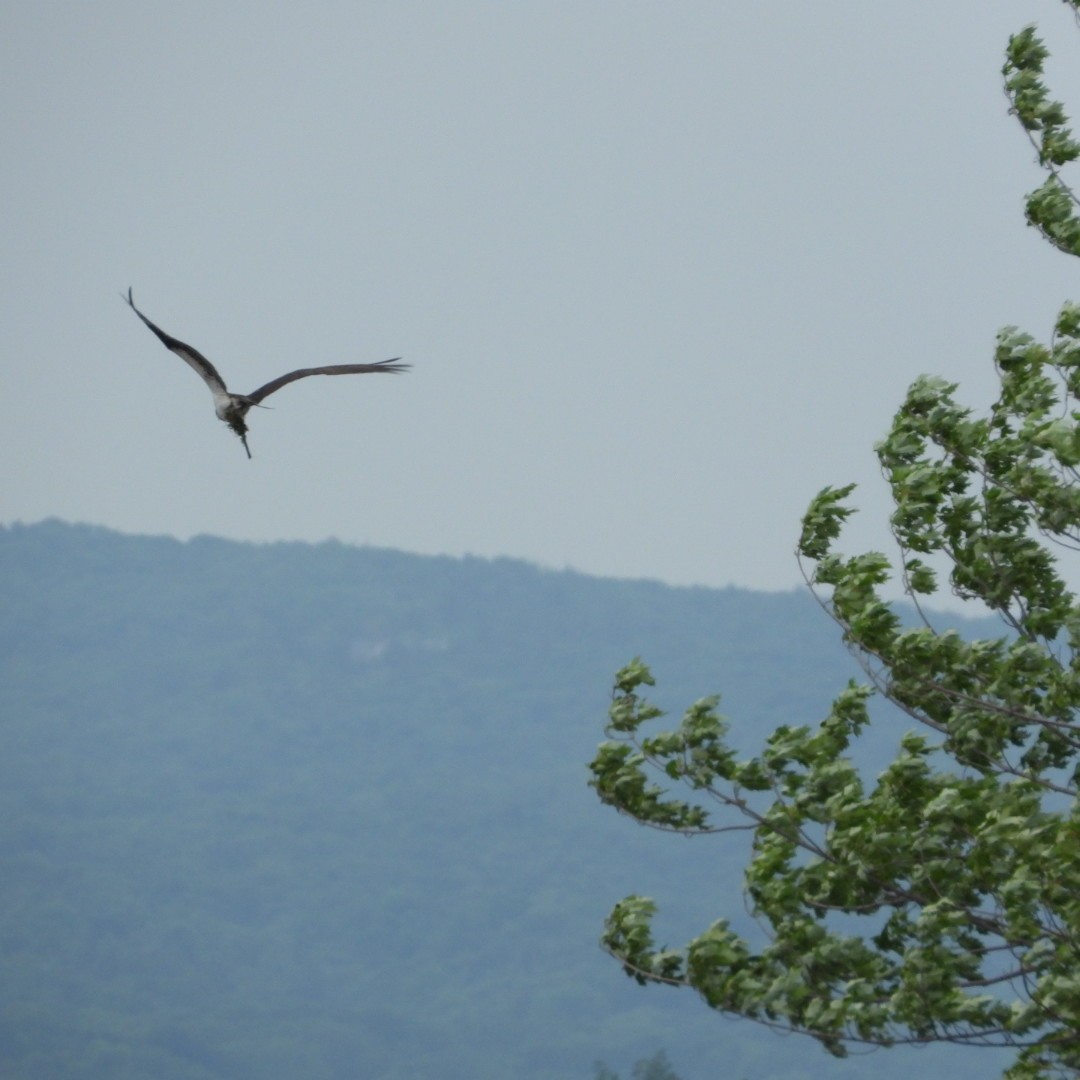 Osprey - ML620122446