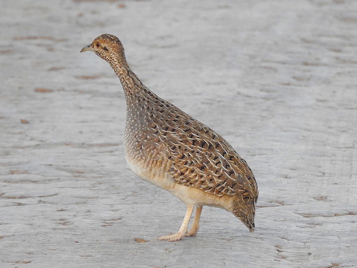 Brushland Tinamou - ML620122450