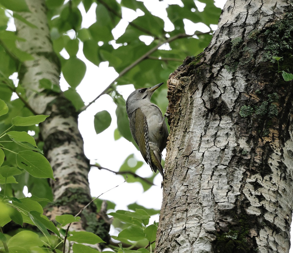 Gray-headed Woodpecker - ML620122451