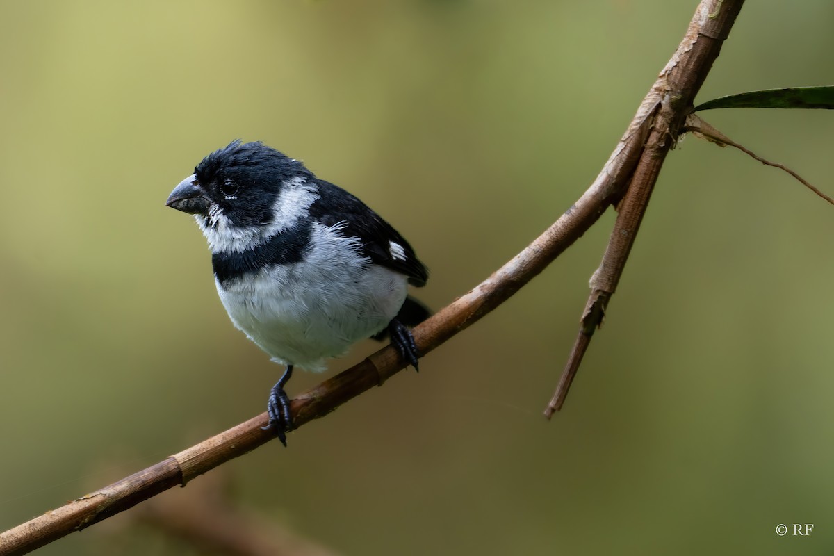 Variable Seedeater (Variable) - ML620122452