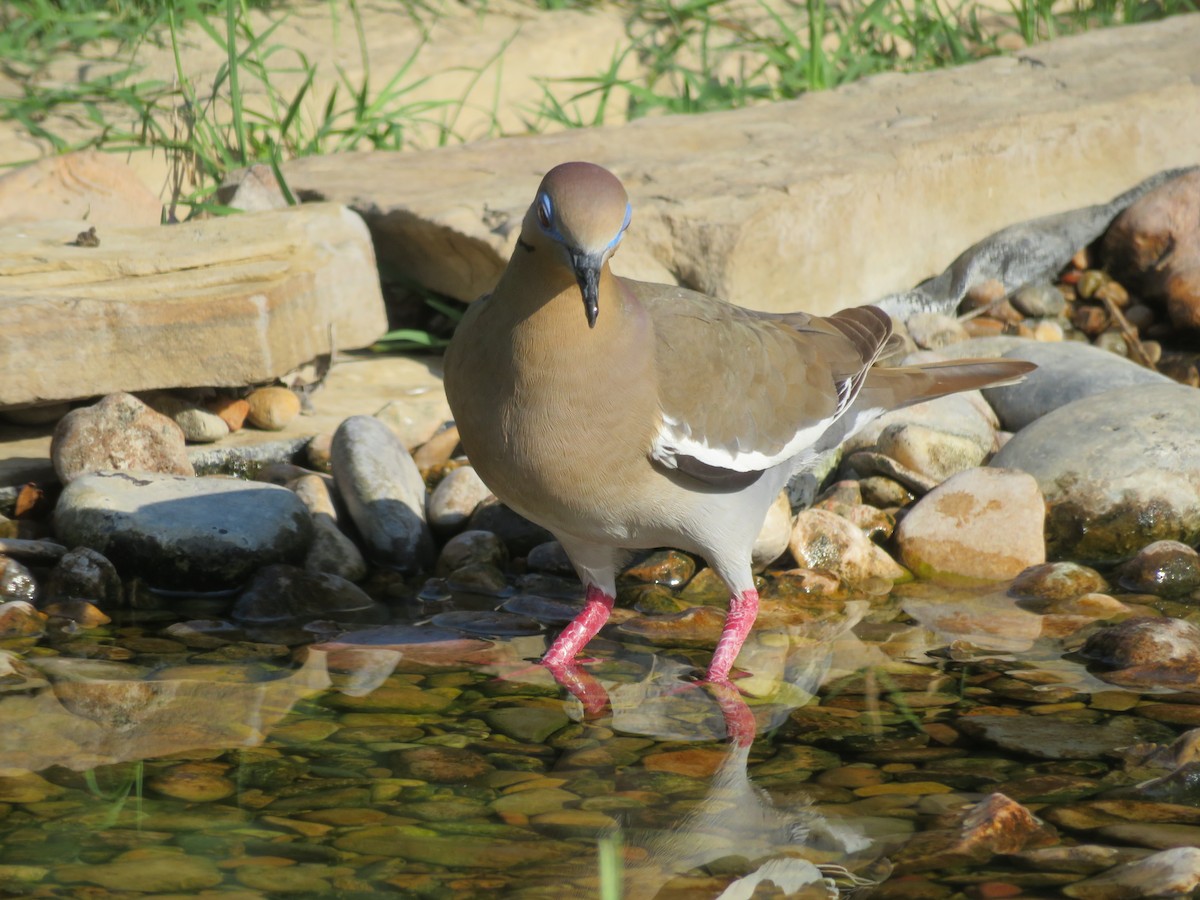 White-winged Dove - ML620122456