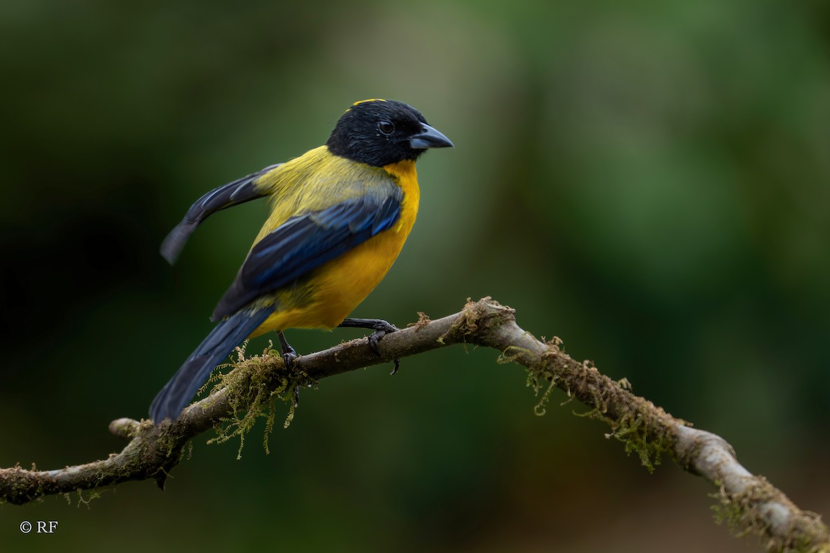 Black-chinned Mountain Tanager - ML620122463
