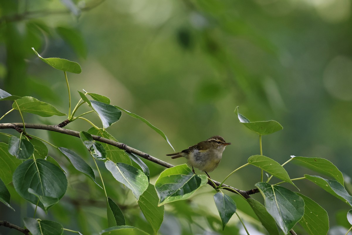 Yellow-browed Warbler - ML620122464