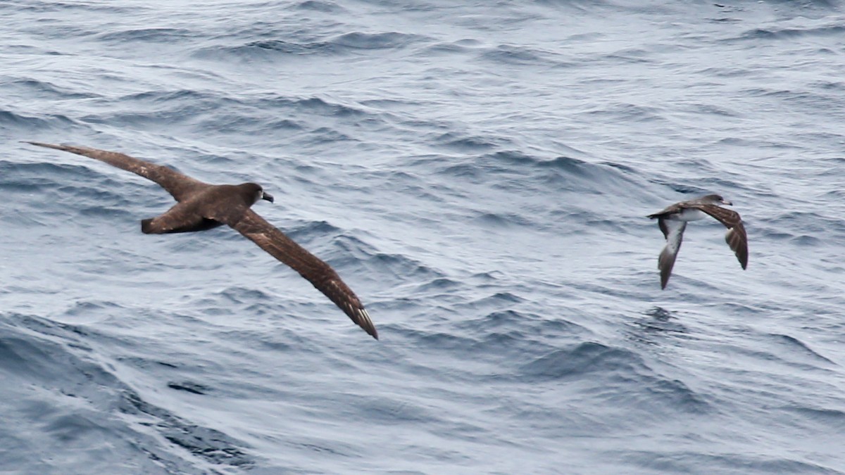 Pink-footed Shearwater - ML620122476