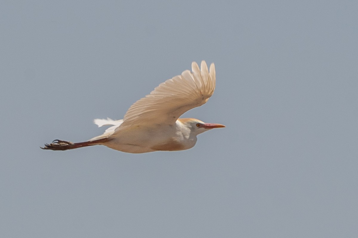 Western Cattle Egret - ML620122478