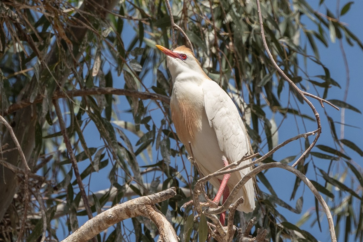 Western Cattle Egret - ML620122480