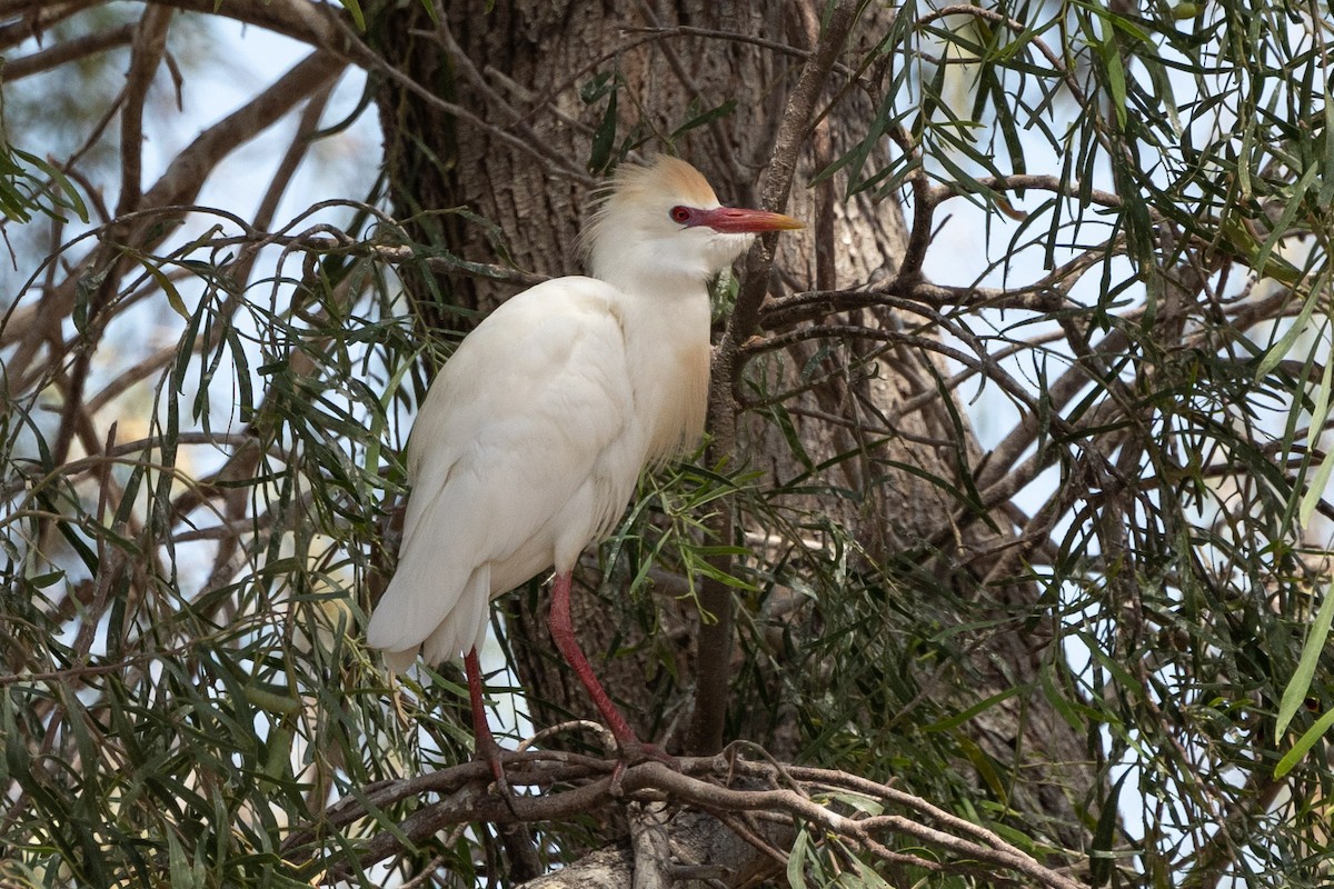 Western Cattle Egret - ML620122481