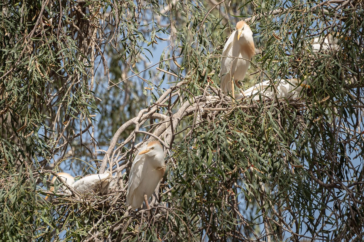 Western Cattle Egret - ML620122482