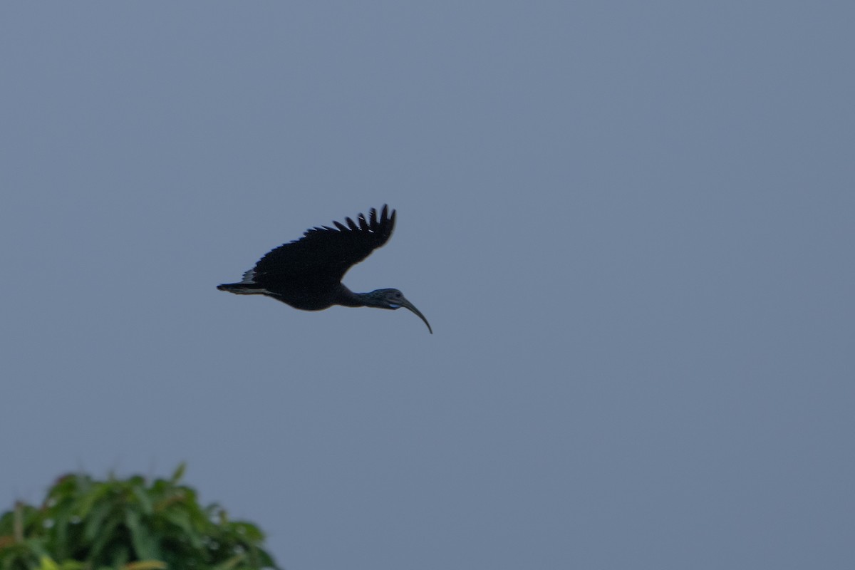 ibis zelený - ML620122492