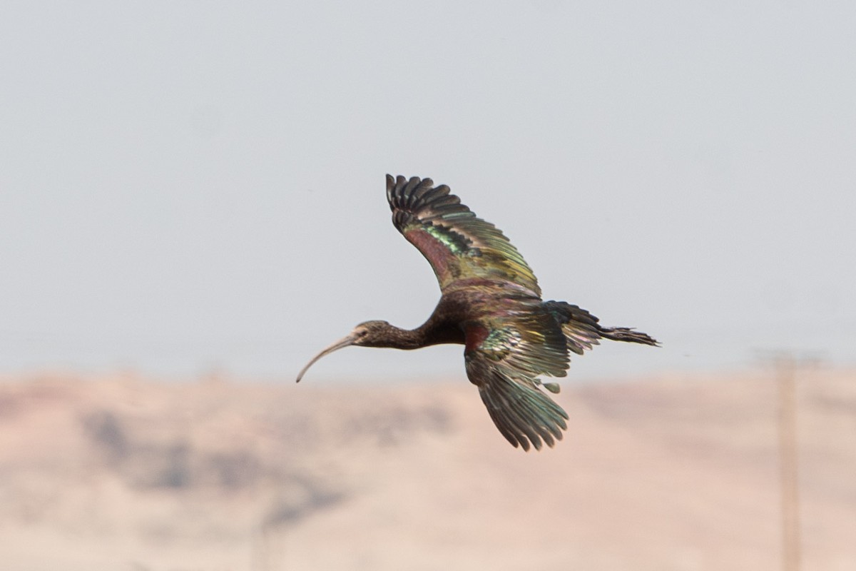 White-faced Ibis - ML620122512