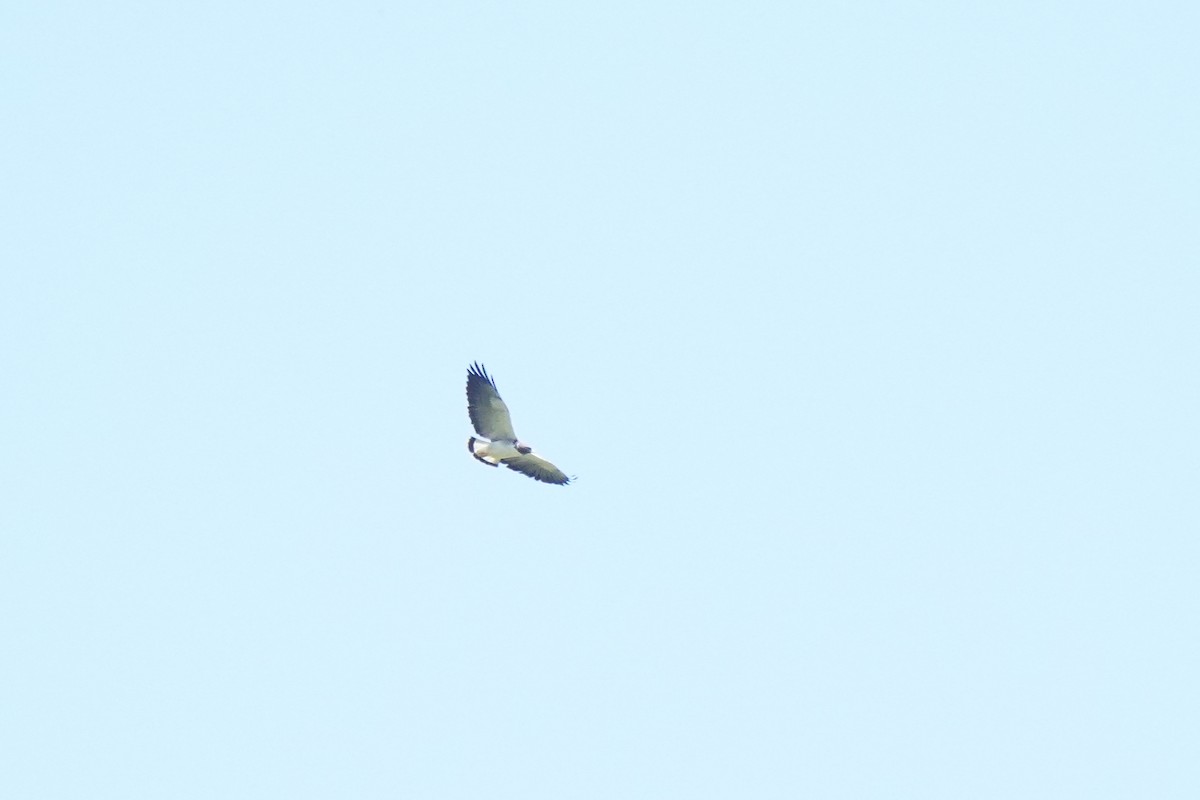 White-tailed Hawk - ML620122522