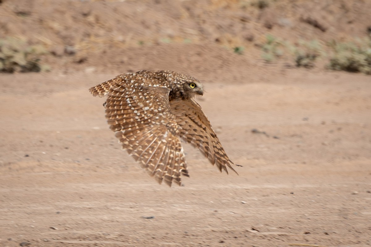 Burrowing Owl - ML620122526