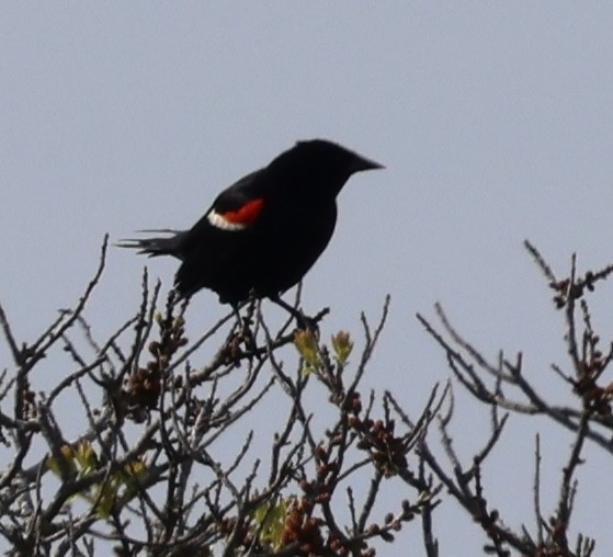 Red-winged Blackbird - ML620122531