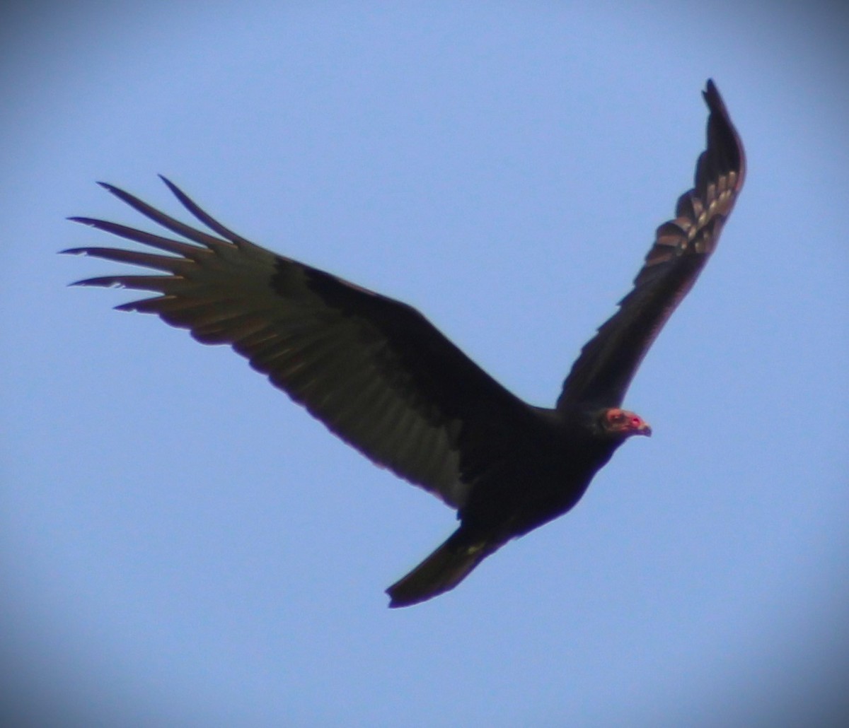 Turkey Vulture - ML620122532