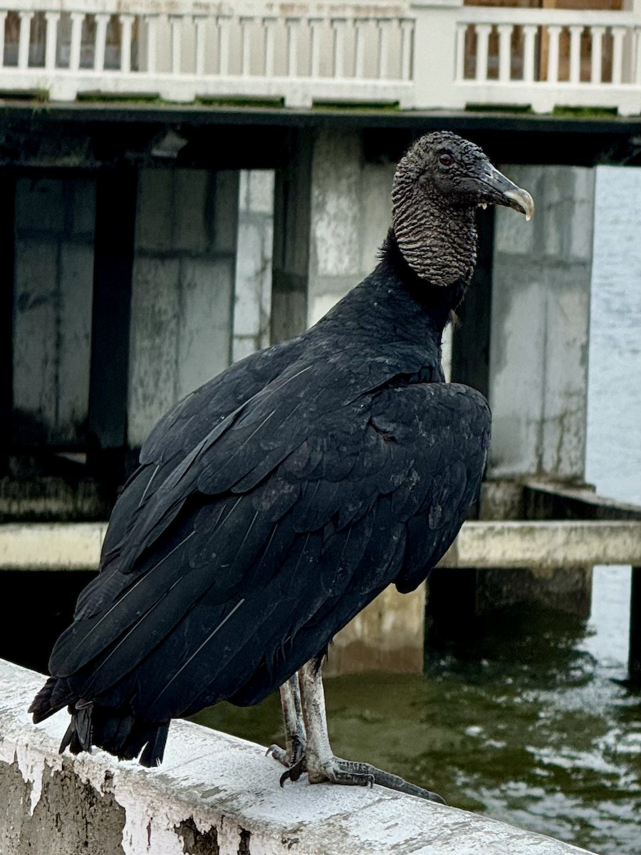 Black Vulture - ML620122549