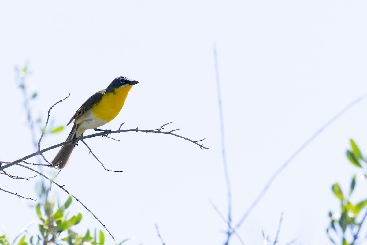 Yellow-breasted Chat - ML620122550