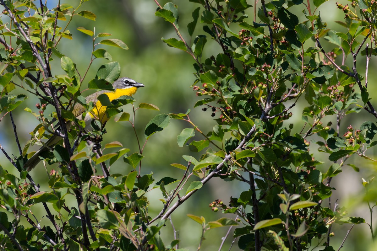 Yellow-breasted Chat - ML620122553