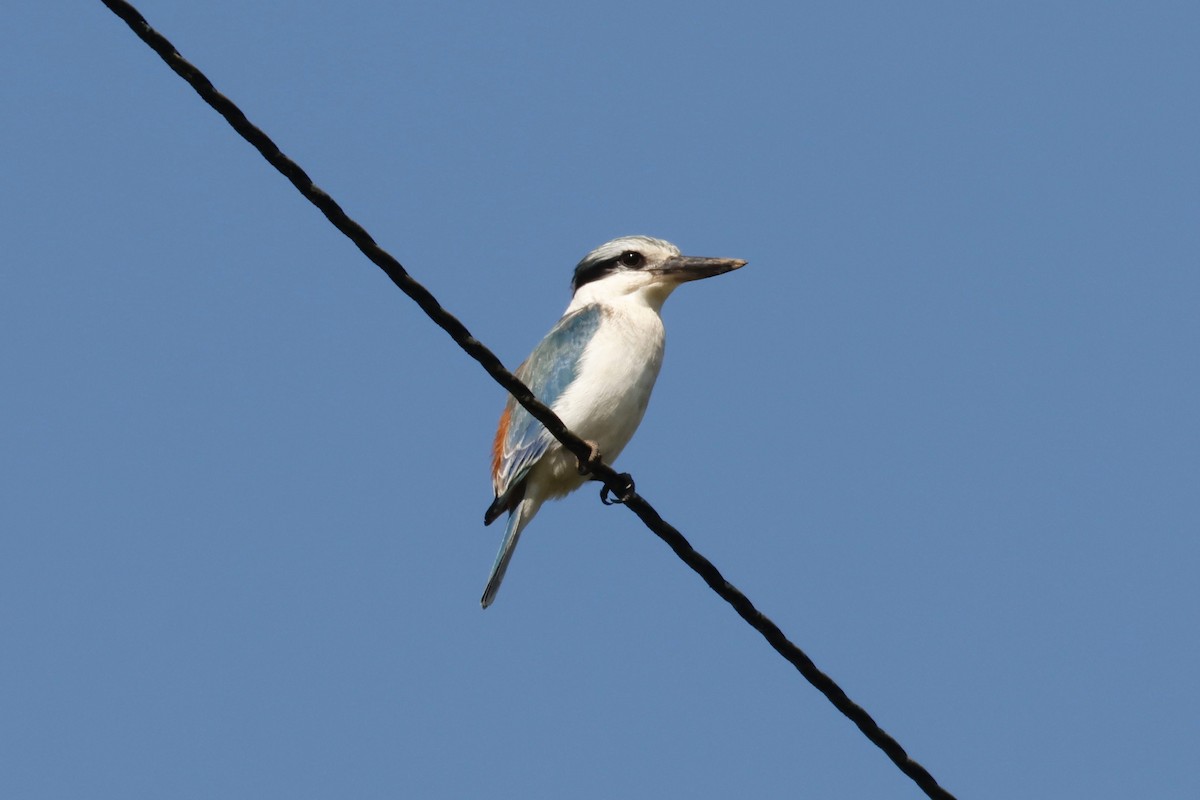 Red-backed Kingfisher - ML620122555