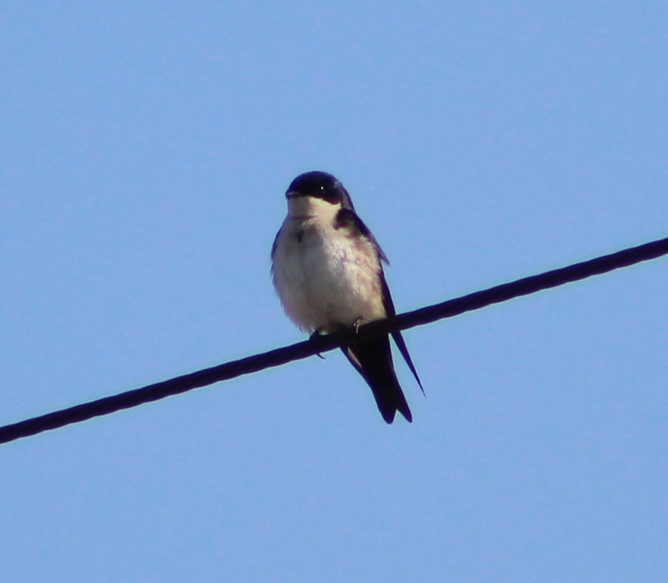 Blue-and-white Swallow - ML620122557