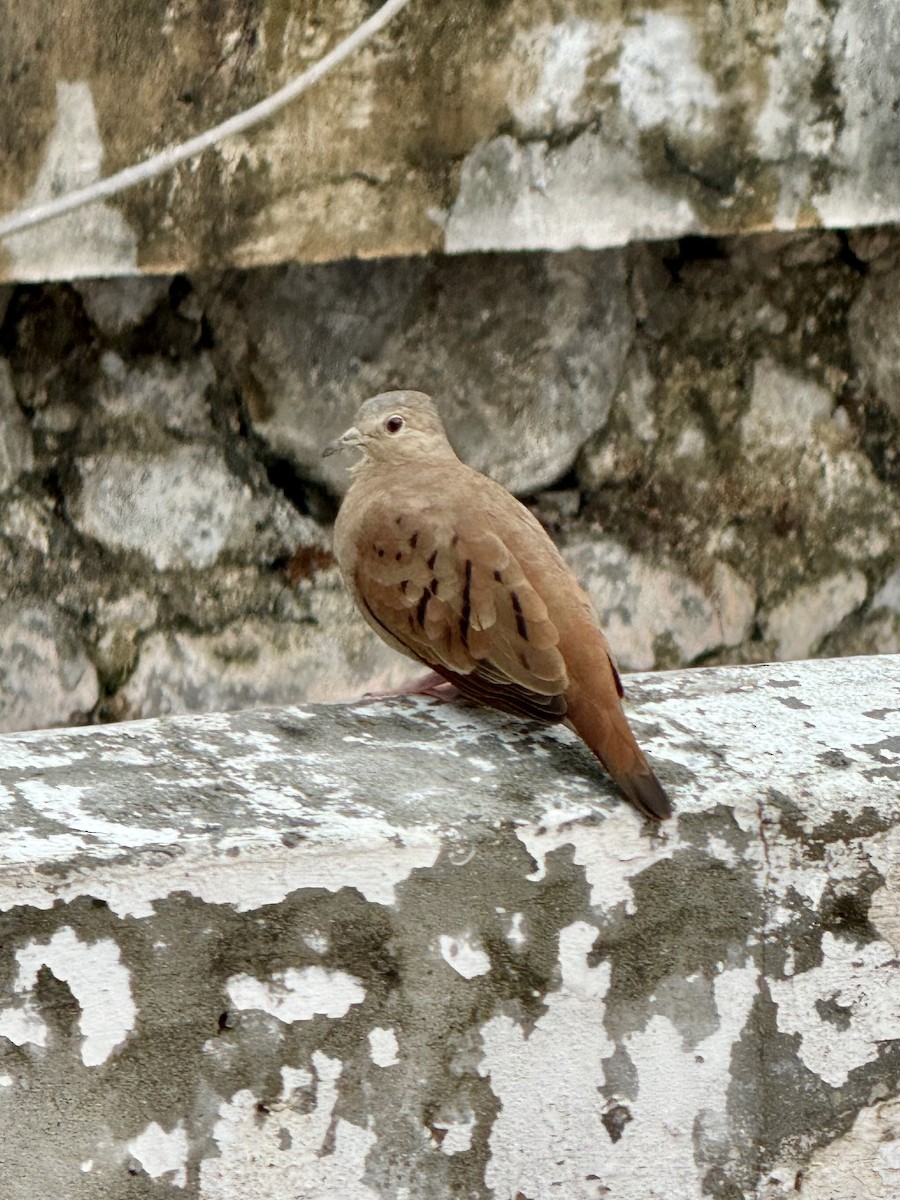 Ruddy Ground Dove - ML620122561