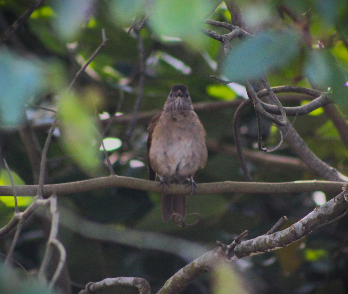 Pale-breasted Thrush - ML620122562