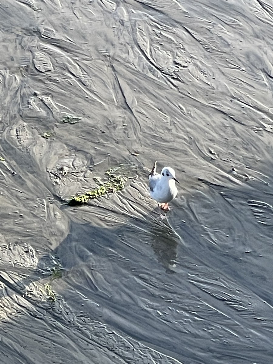 Bonaparte's Gull - ML620122570