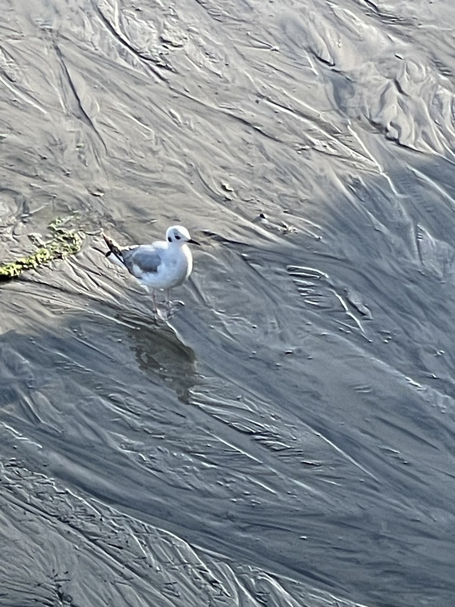 Bonaparte's Gull - ML620122571