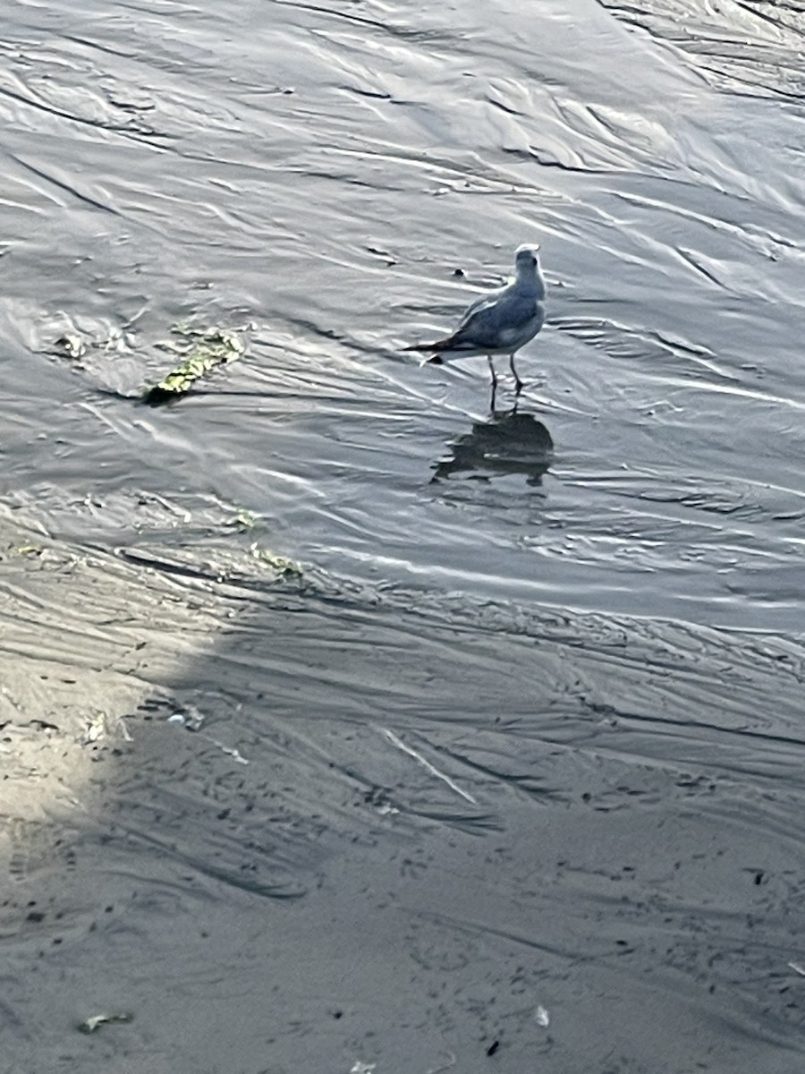 Bonaparte's Gull - ML620122572