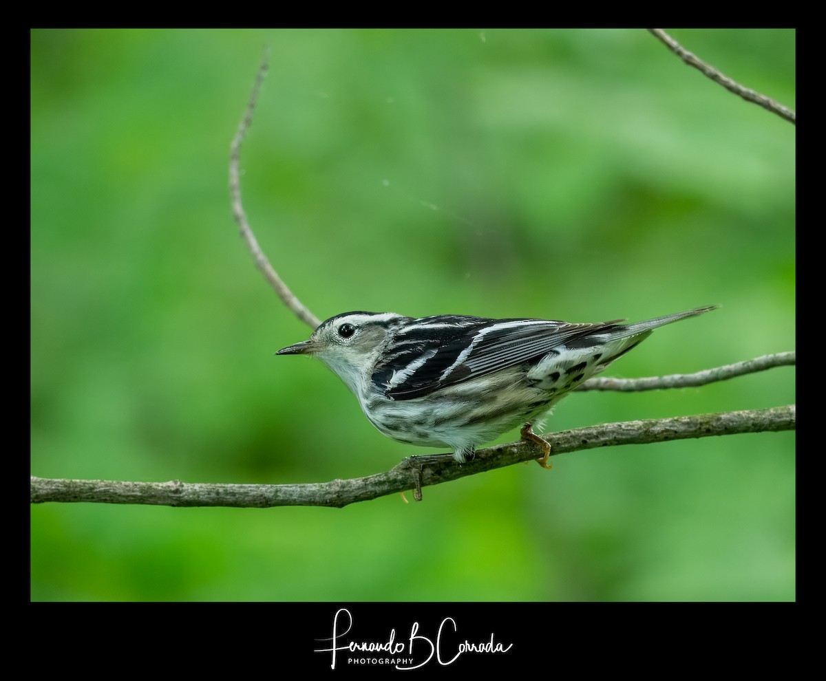 Black-and-white Warbler - ML620122576