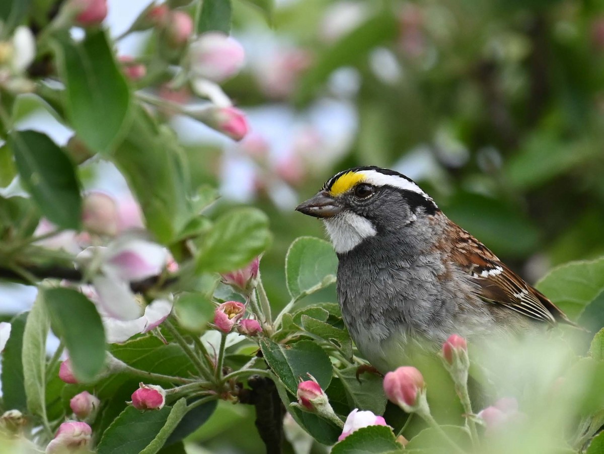 White-throated Sparrow - ML620122586