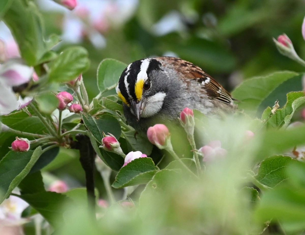White-throated Sparrow - ML620122589