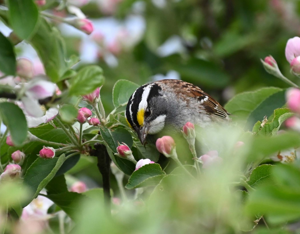 White-throated Sparrow - ML620122590