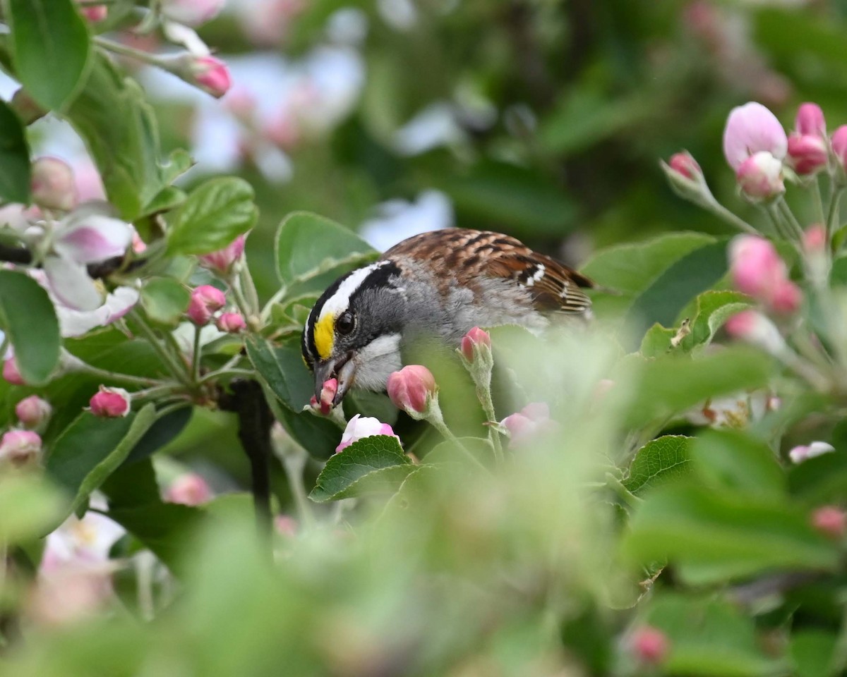 White-throated Sparrow - ML620122592