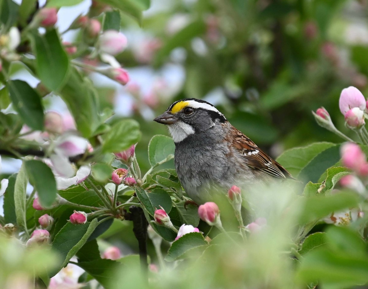 White-throated Sparrow - ML620122593
