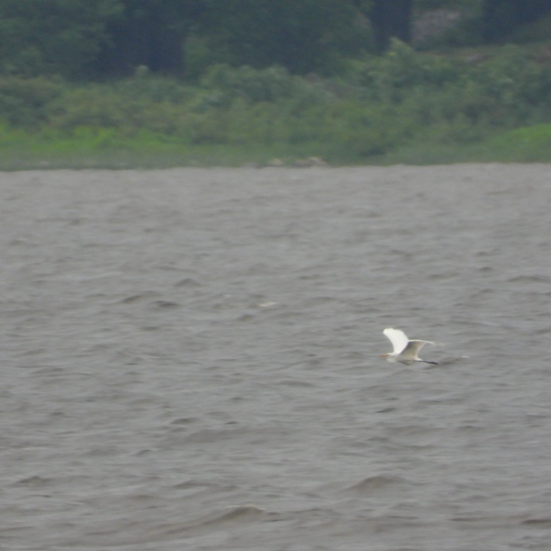 Great Egret - ML620122609