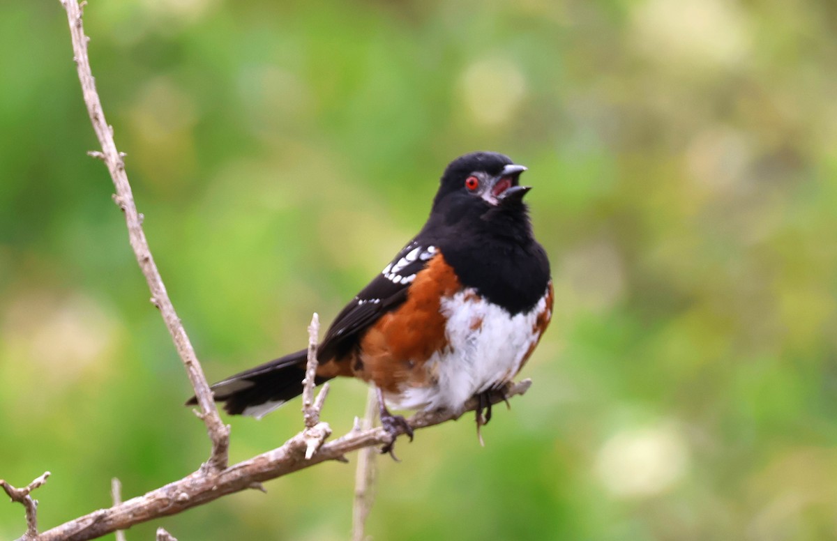 Spotted Towhee - ML620122625