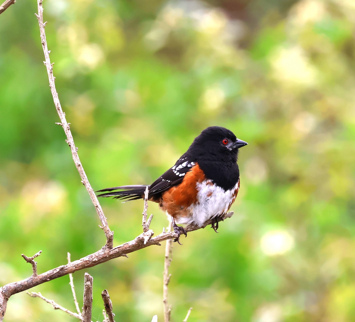 Spotted Towhee - ML620122626