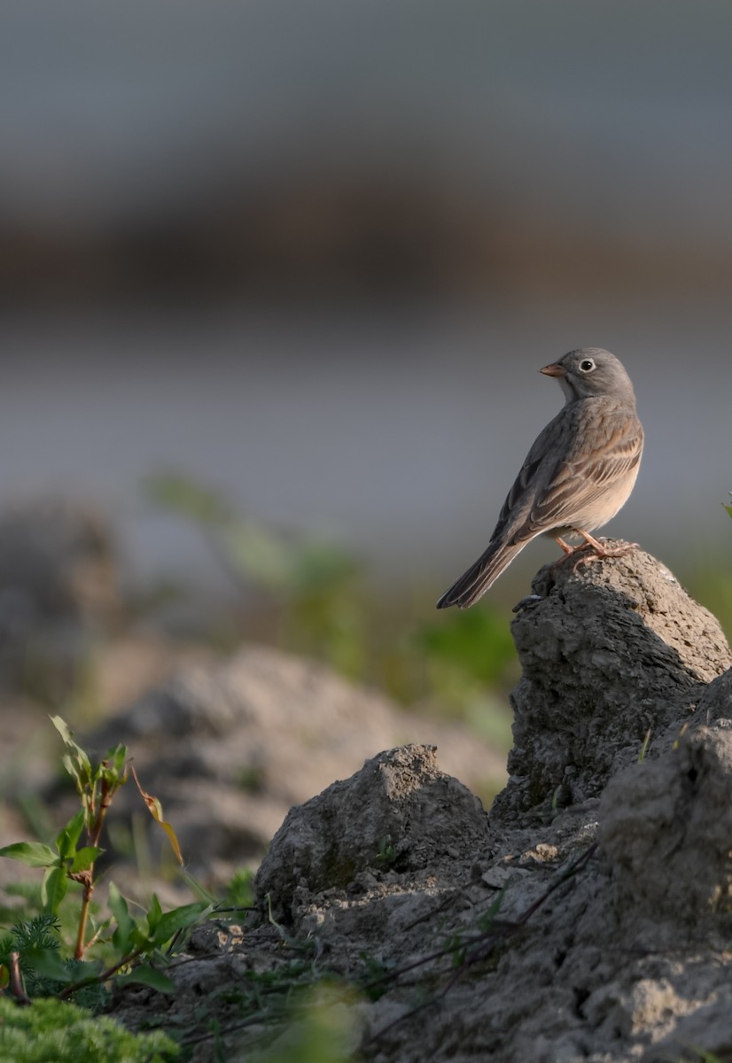 Gray-necked Bunting - ML620122628