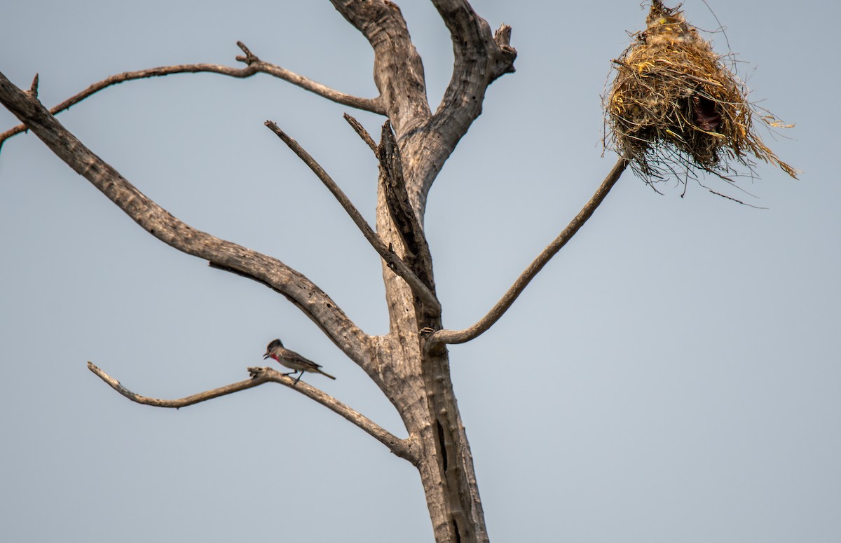 Rose-throated Becard - ML620122633