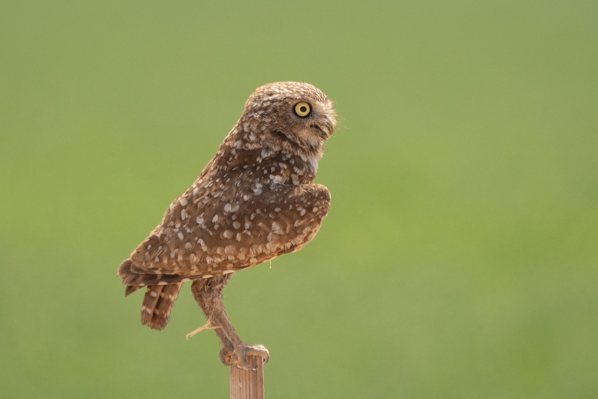 Burrowing Owl - ML620122644