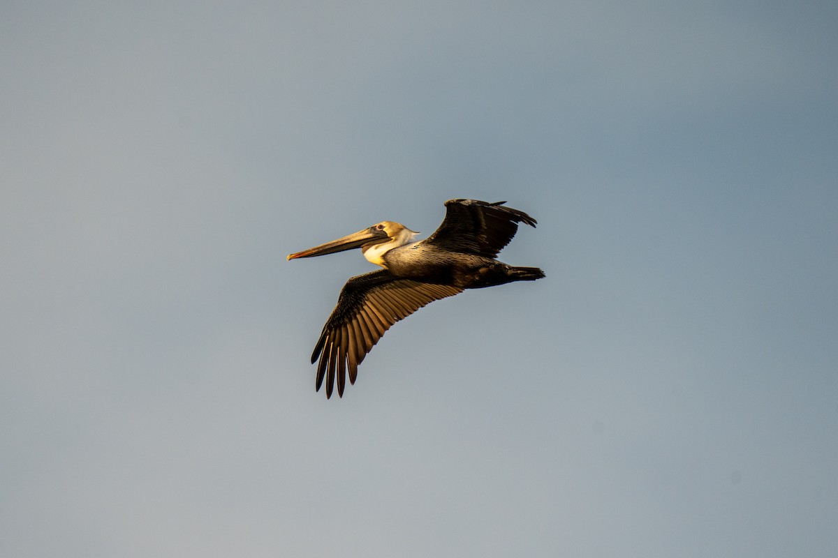 pelikán hnědý - ML620122647