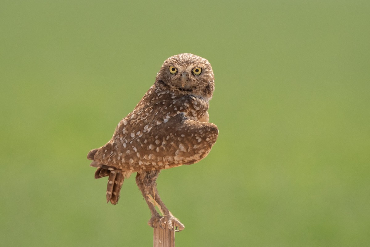 Burrowing Owl - ML620122649