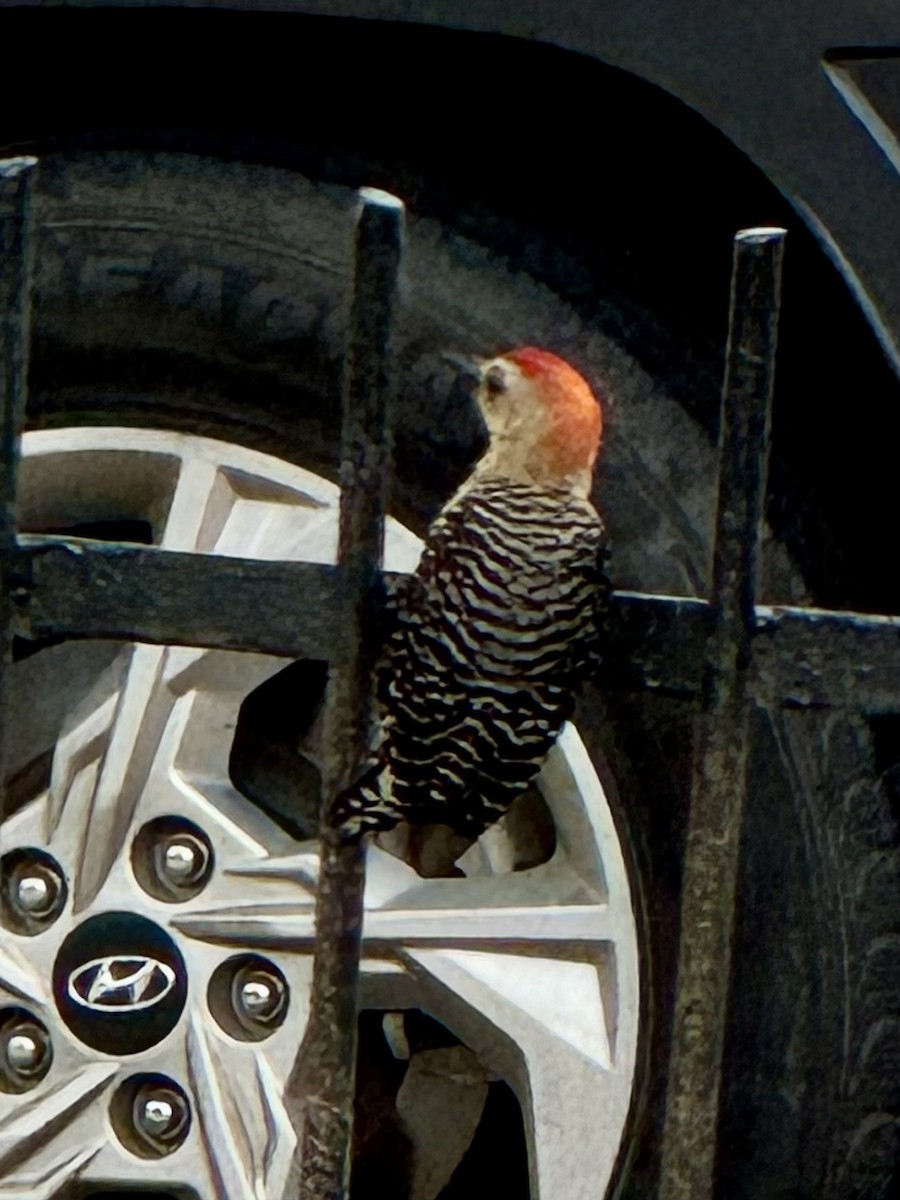 Red-crowned Woodpecker - ML620122657